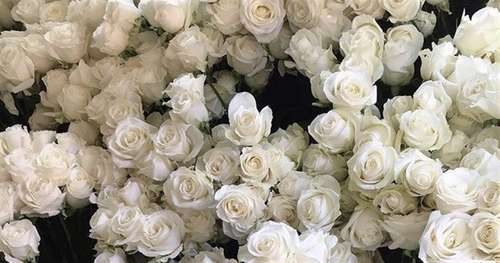 White Roses Picture
